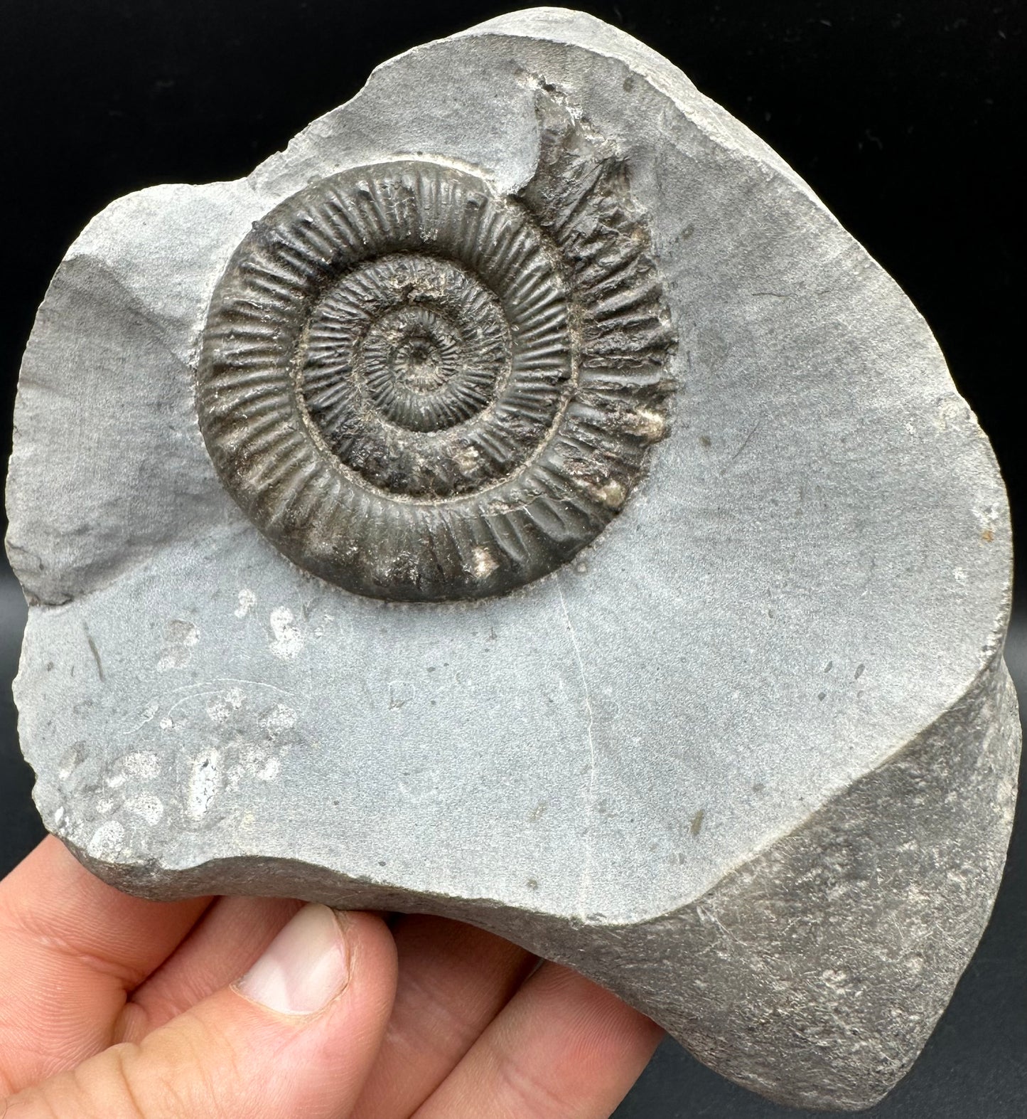 Peronoceras turriculatum Ammonite fossil with box and stand - Whitby, North Yorkshire Jurassic Coast, Yorkshire fossils