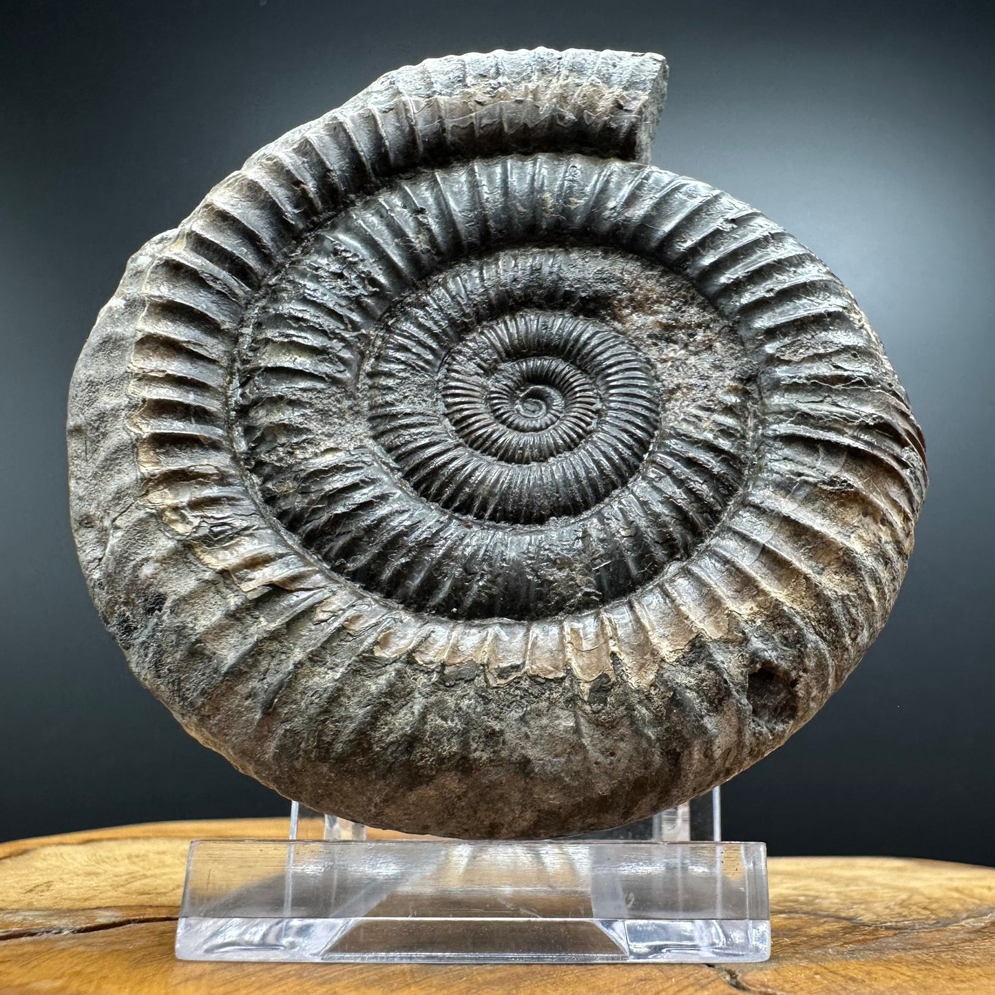 Dactylioceras Ammonite Fossil With box and Stand - Whitby, North Yorkshire Jurassic Coast Yorkshire Fossils