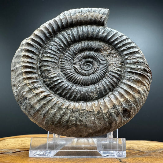Dactylioceras Ammonite Fossil With box and Stand - Whitby, North Yorkshire Jurassic Coast Yorkshire Fossils