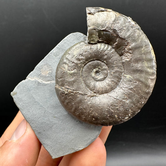 Grammoceras thoaurense Ammonite shell fossil with box and stand - Whitby, North Yorkshire, Yorkshire Fossils from the Jurassic Coast