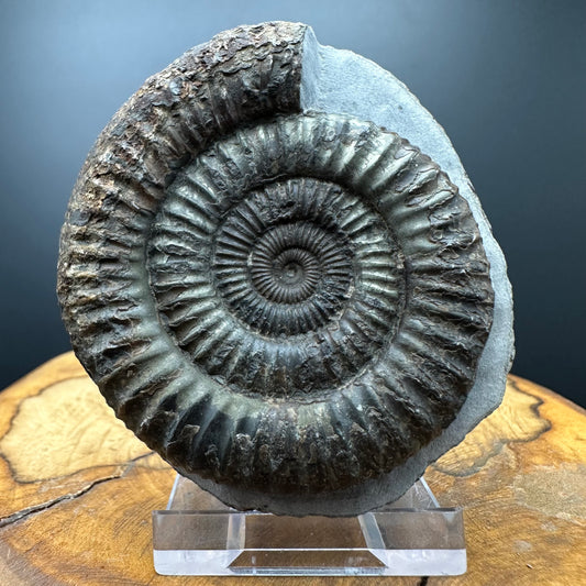 Dactylioceras Ammonite Fossil With box and Stand - Whitby, North Yorkshire Jurassic Coast Yorkshire Fossils