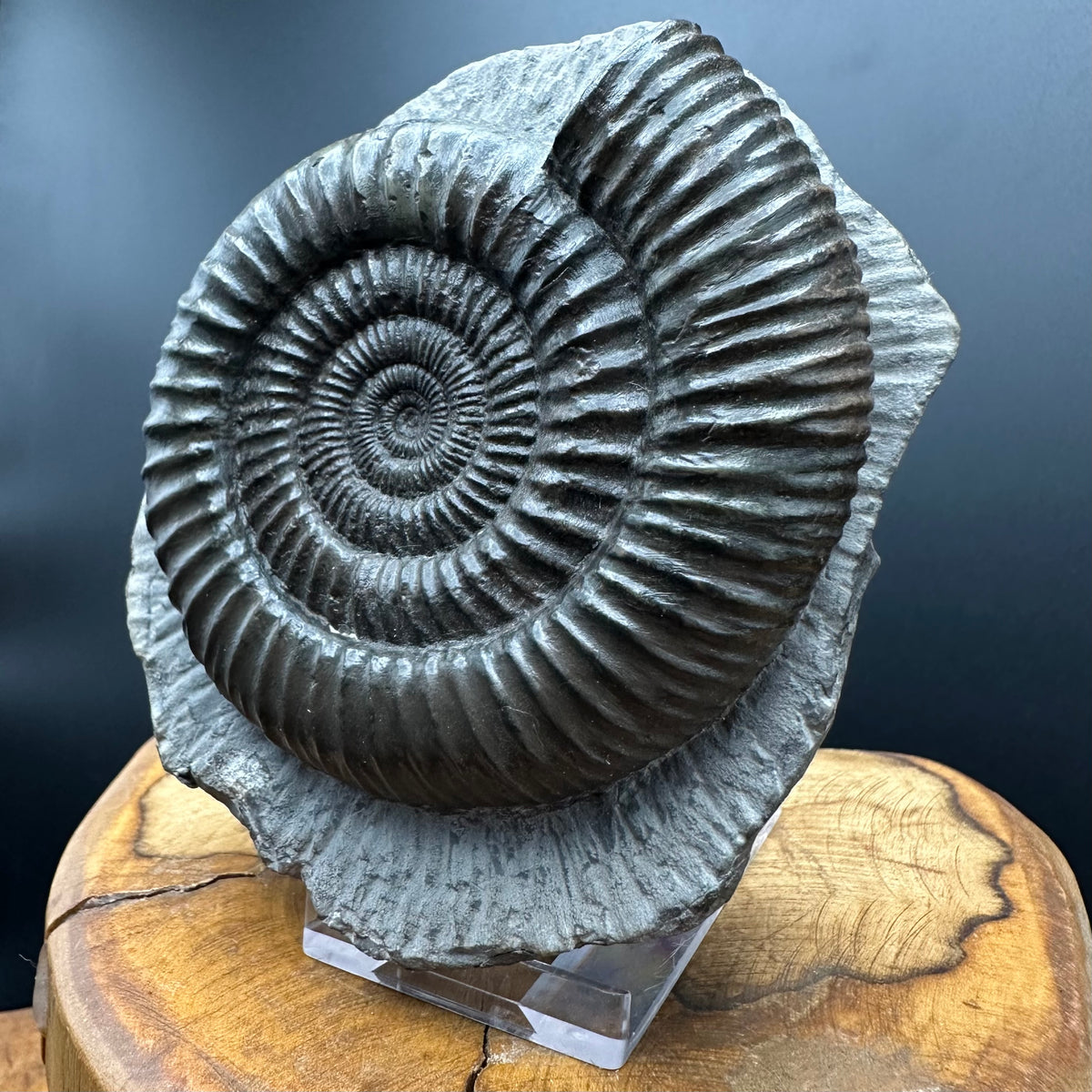 Dactylioceras Ammonite Fossil With box and Stand - Whitby, North Yorkshire Jurassic Coast Yorkshire Fossils