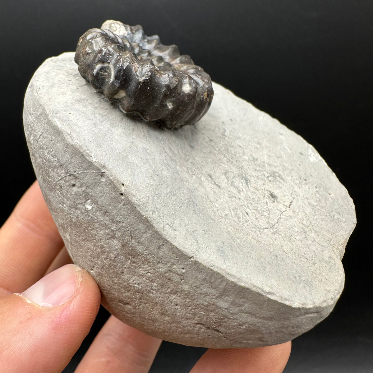 Androgynoceras maculatum ammonite fossil with box and stand - Whitby, North Yorkshire Jurassic Coast Yorkshire Fossils