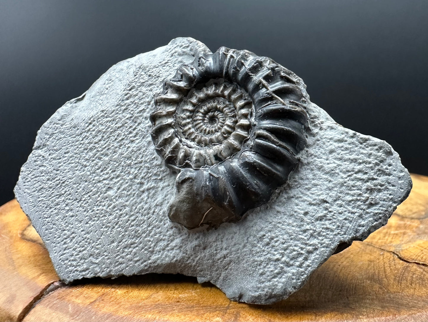 Gagaticeras Ammonite fossil with box and stand - Whitby, North Yorkshire Jurassic Coast Yorkshire Fossils