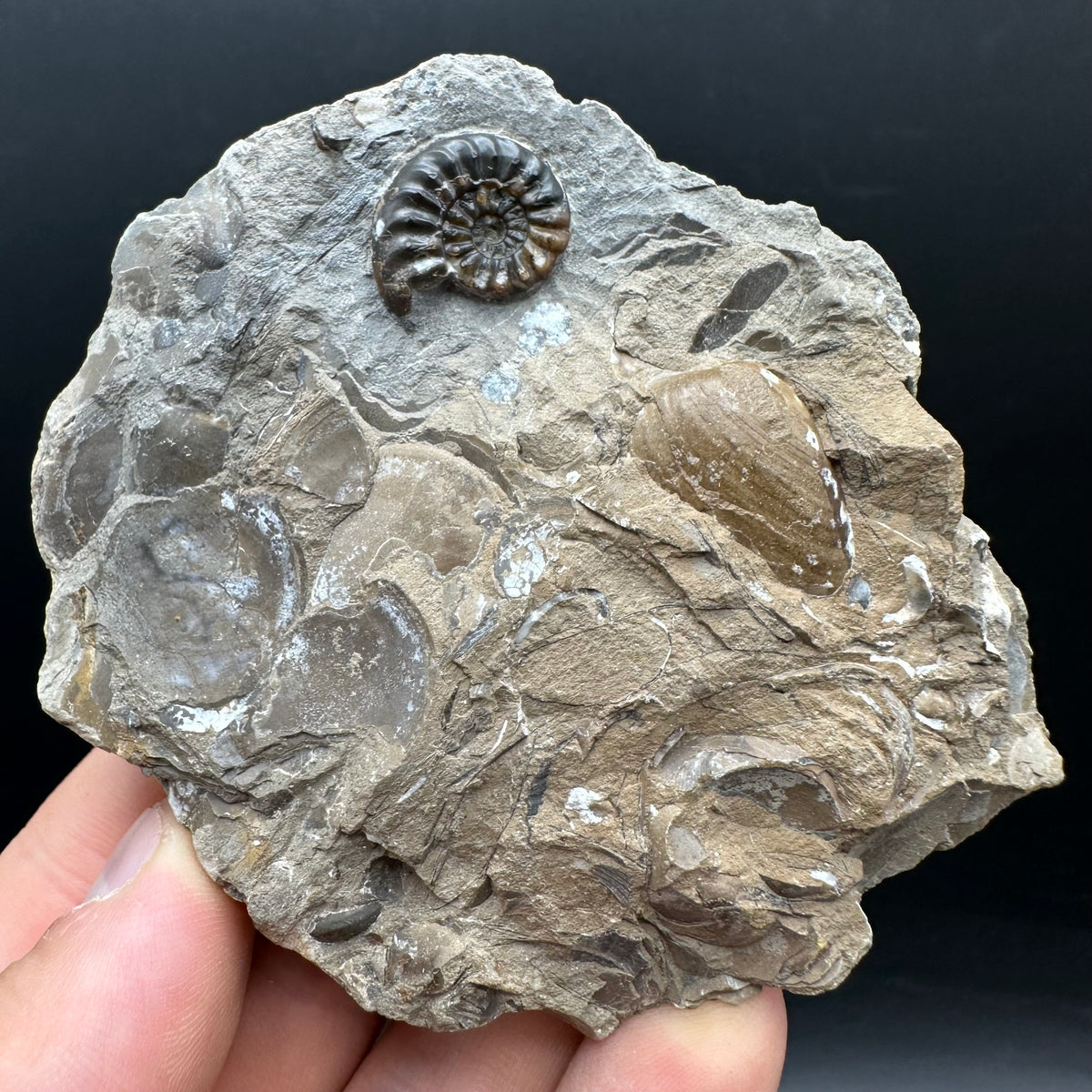 Amaltheus subnodosus Ammonite fossil with stand - Whitby, North Yorkshire Jurassic Coast Yorkshire Fossils