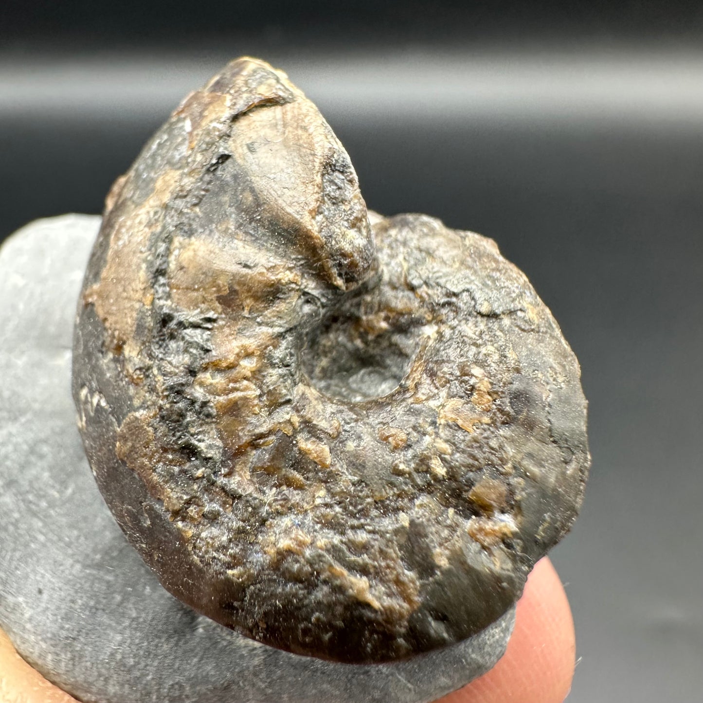 Frechiella ammonite fossil with box and stand - Whitby, North Yorkshire Jurassic Coast Yorkshire Fossil