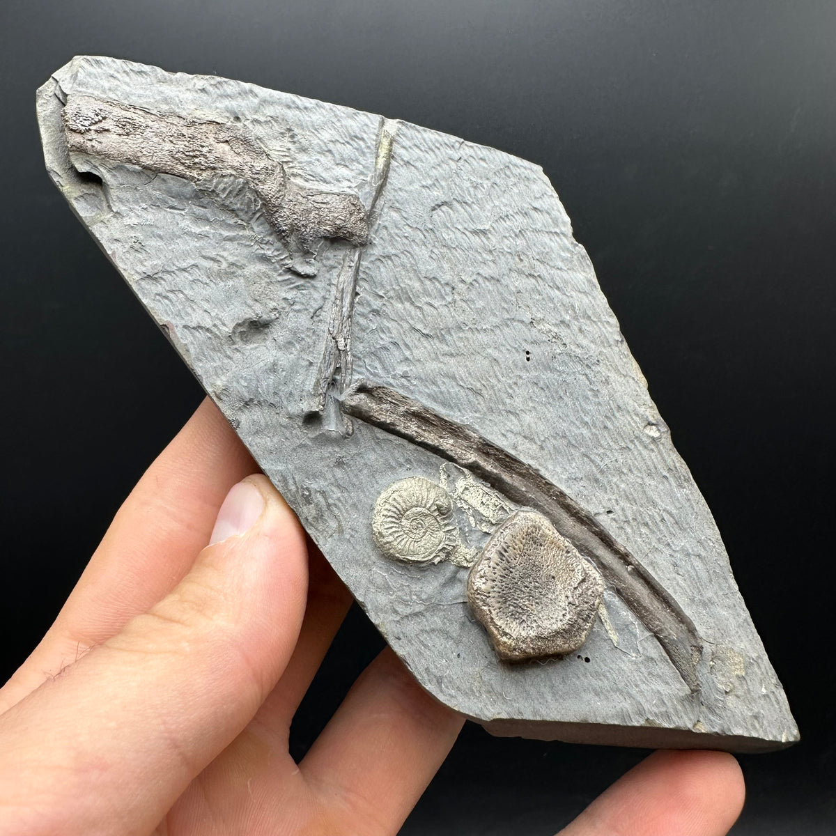 Ichthyosaur Vertebrae fossil / ribs with box and stand - Whitby, North Yorkshire Jurassic Coast, Yorkshire fossils found on the Jurassic Coast