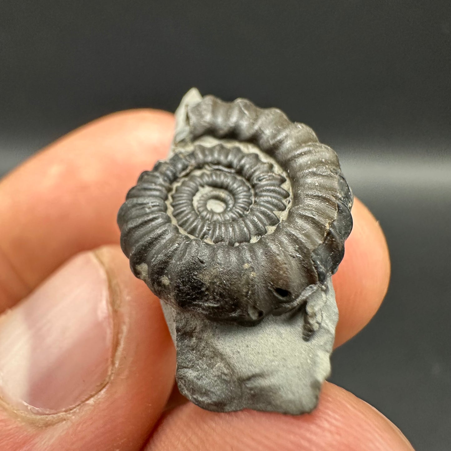 Gagaticeras Ammonite fossil with box and stand - Whitby, North Yorkshire Jurassic Coast Yorkshire Fossils