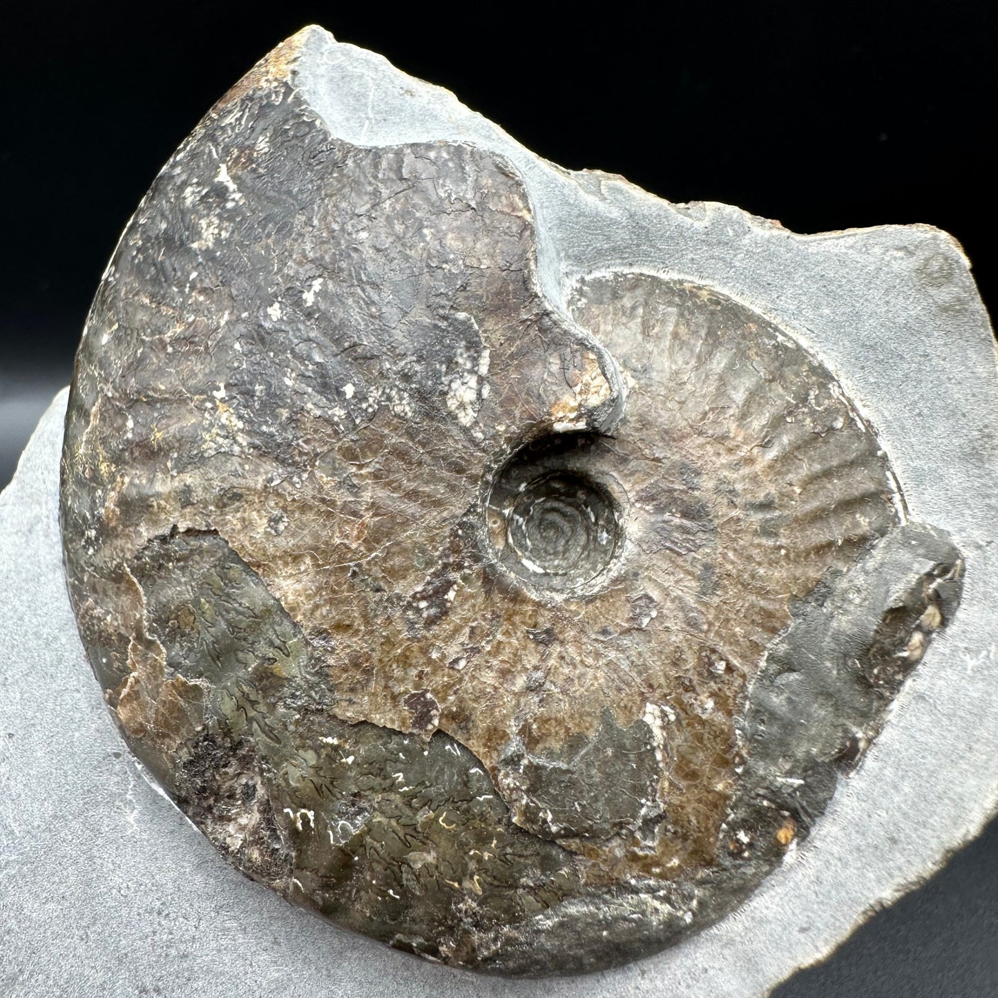 Pseudolioceras lythense Ammonite fossil with box and stand - Whitby, North Yorkshire, Yorkshire Fossils on the Jurassic Coast