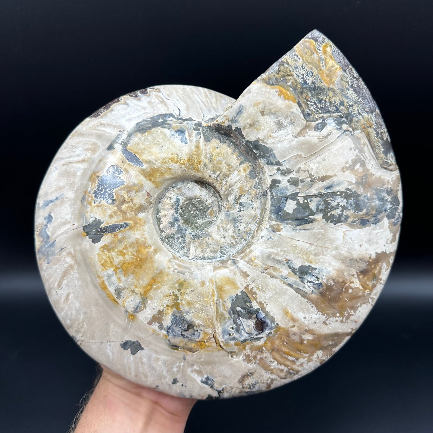 Cleoniceras Ammonite Fossil With Stand - Cretaceous Ammonite Madagascar