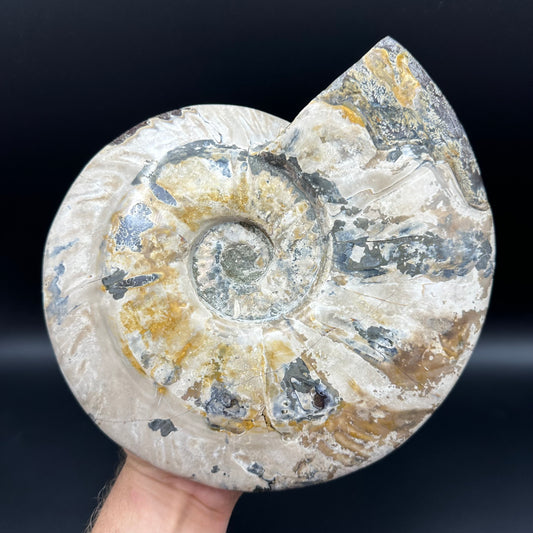 Cleoniceras Ammonite Fossil With Stand - Cretaceous Ammonite Madagascar