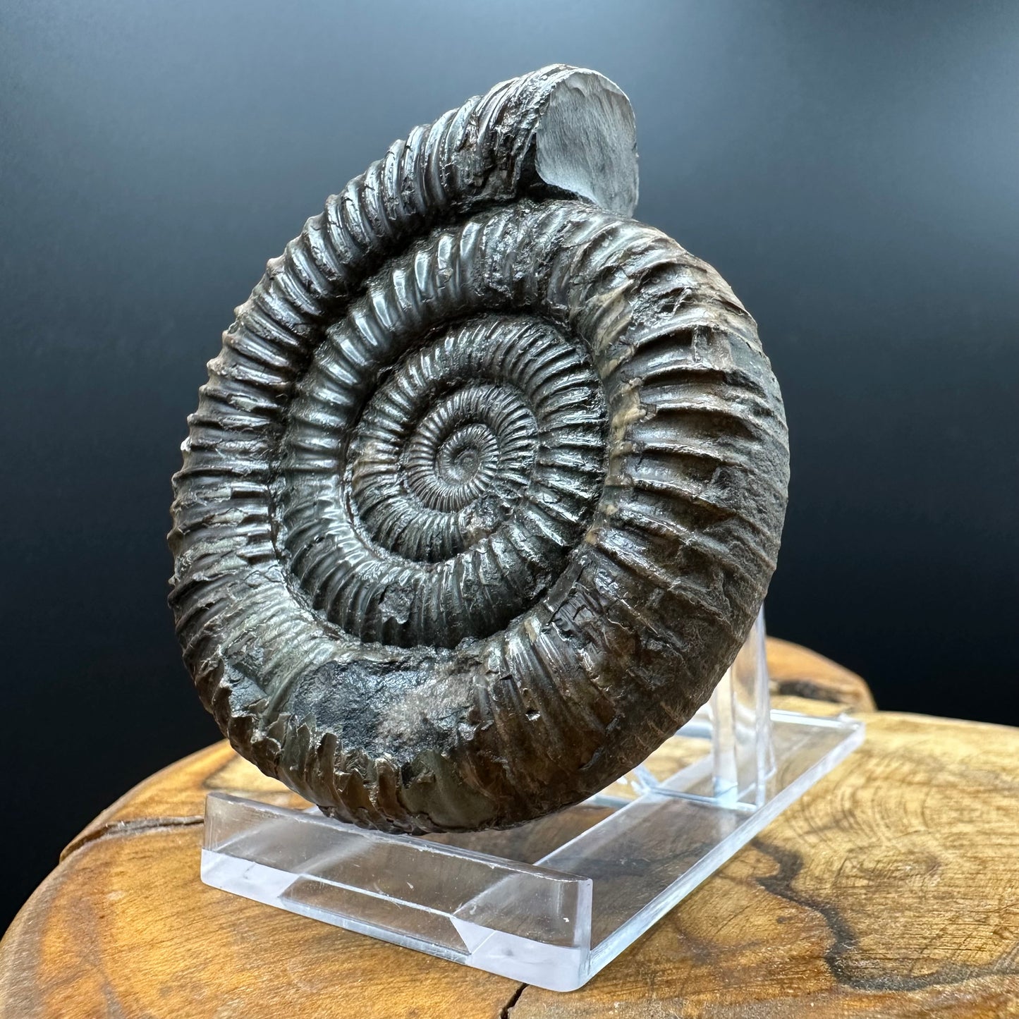 Dactylioceras Ammonite Fossil With box and Stand - Whitby, North Yorkshire Jurassic Coast Yorkshire Fossils