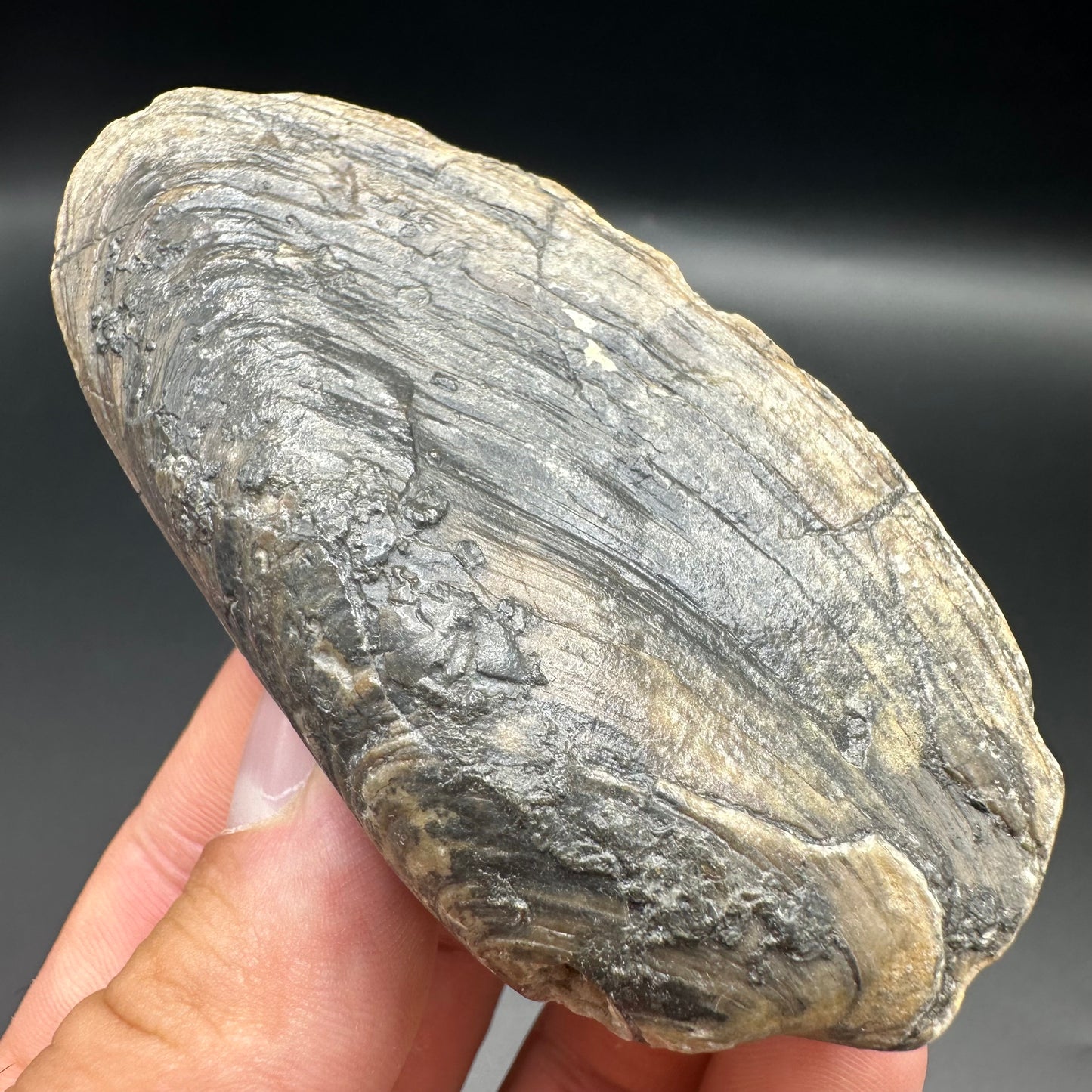 Shell fossil with box and stand - Whitby, North Yorkshire, Jurassic Coast, Yorkshire Fossils