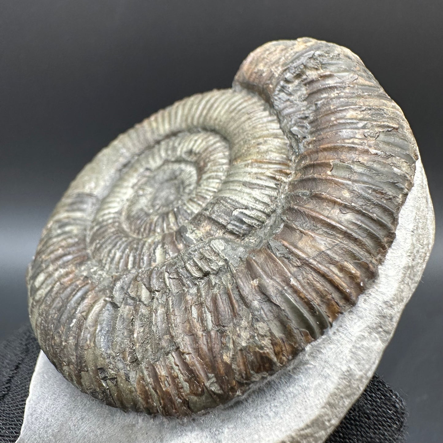 Dactylioceras Ammonite Fossil With Box And Stand - Whitby, North Yorkshire Jurassic Coast Yorkshire Fossils