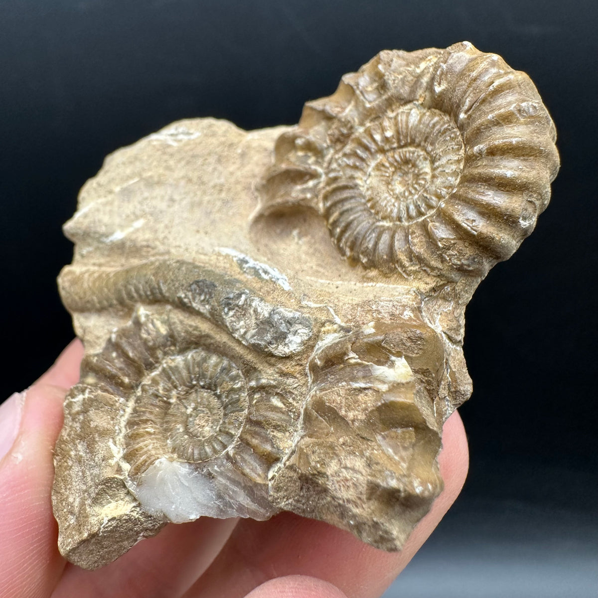 Androgynoceras capricornus Ammonite Fossil With Stand - Whitby, North Yorkshire Jurassic Coast Yorkshire Fossils