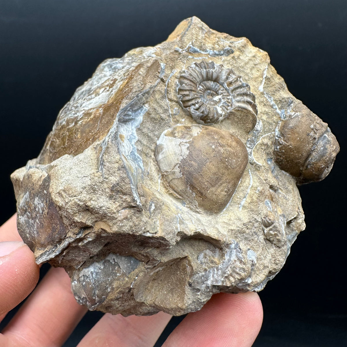 Androgynoceras capricornus Ammonite Fossil With Stand - Whitby, North Yorkshire Jurassic Coast Yorkshire Fossils