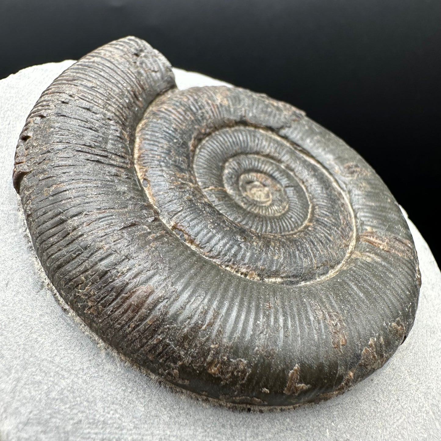 Dactylioceras tenuicostatum Ammonite fossil with box and stand - Whitby, North Yorkshire Jurassic Coast