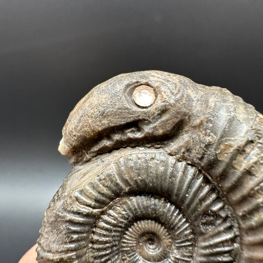 Snakestone Ammonite Fossil With Bag/Box And Stand - Whitby, North Yorkshire Jurassic Coast Yorkshire Fossils