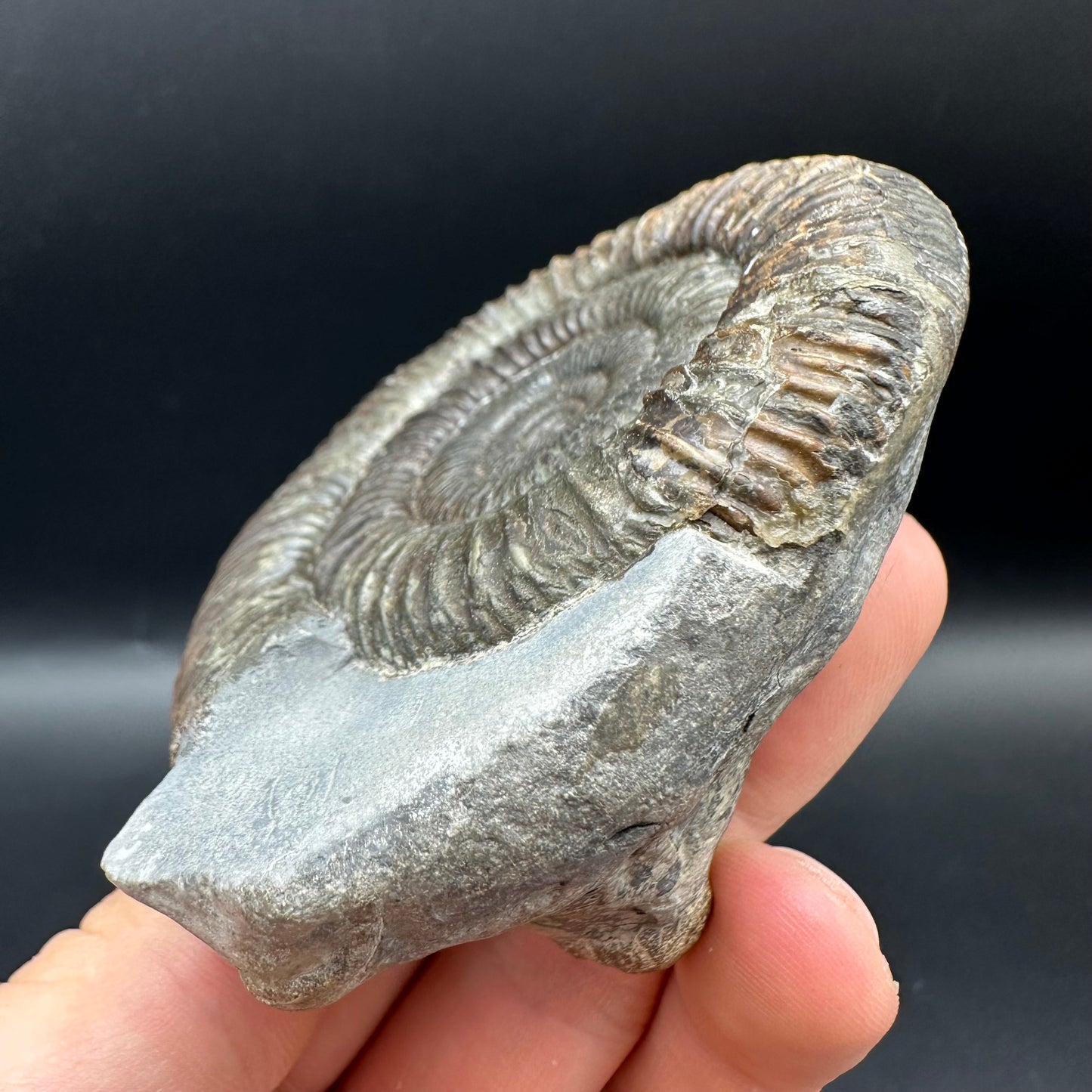 Dactylioceras Ammonite Fossil With Box And Stand - Whitby, North Yorkshire Jurassic Coast Yorkshire Fossils