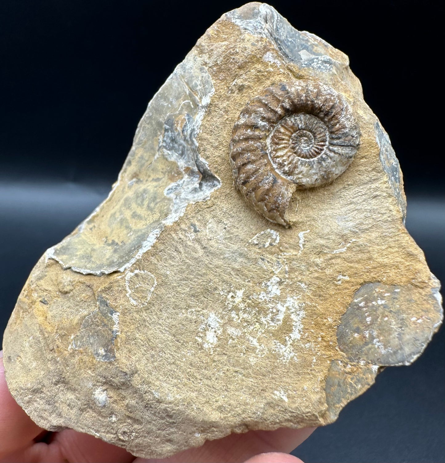 Androgynoceras capricornus Ammonite fossil with box and stand - Whitby, North Yorkshire Jurassic Coast Yorkshire Fossils