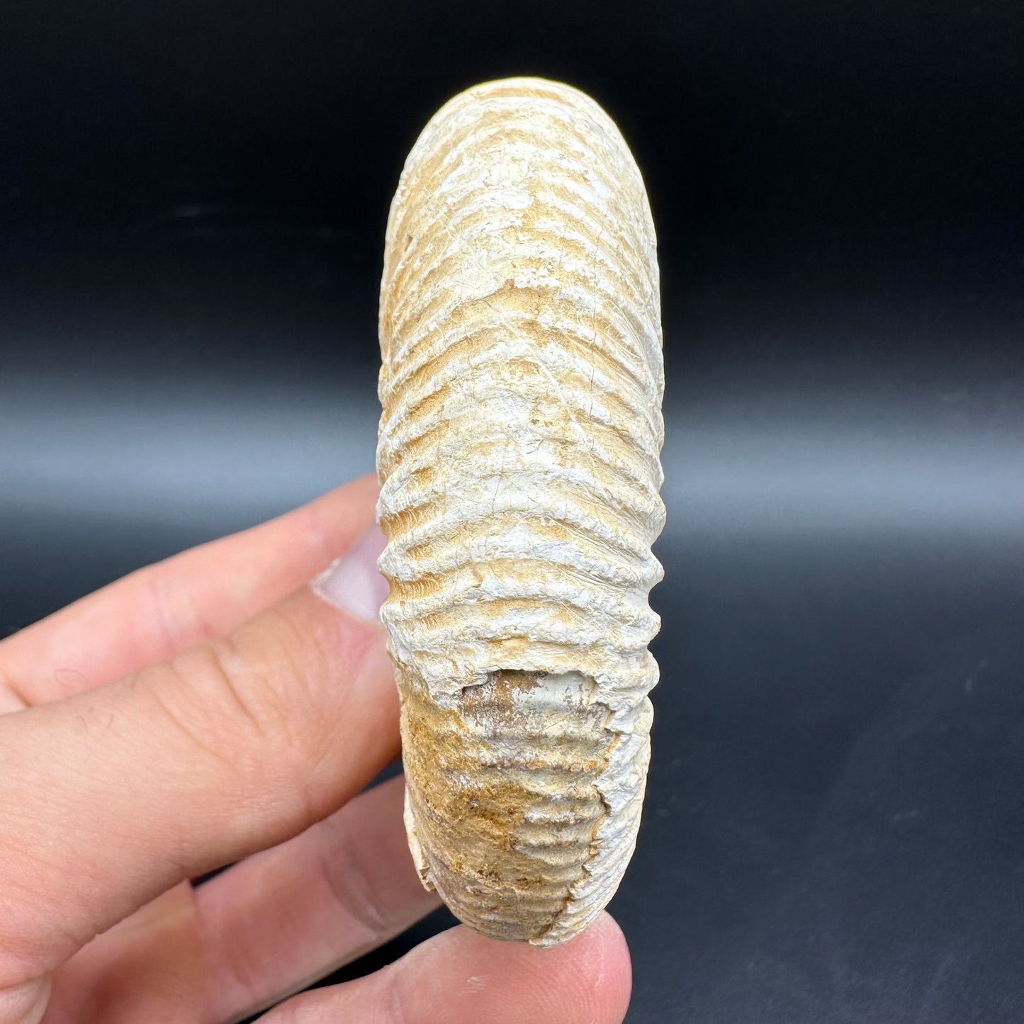 Dichotomosphinctes Ammonite Fossil With Box And Stand - Middle Jurassic Ammonite Madagascar