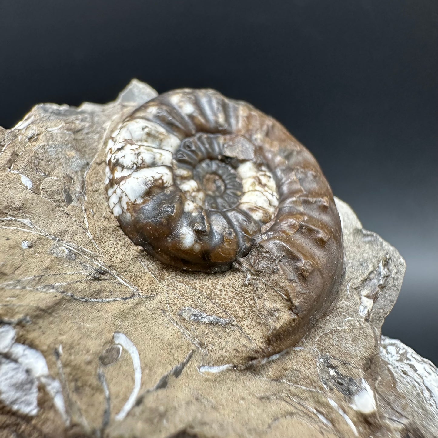 Amaltheus subnodosus Ammonite fossil with box and stand - Whitby, North Yorkshire Jurassic Coast Yorkshire Fossils
