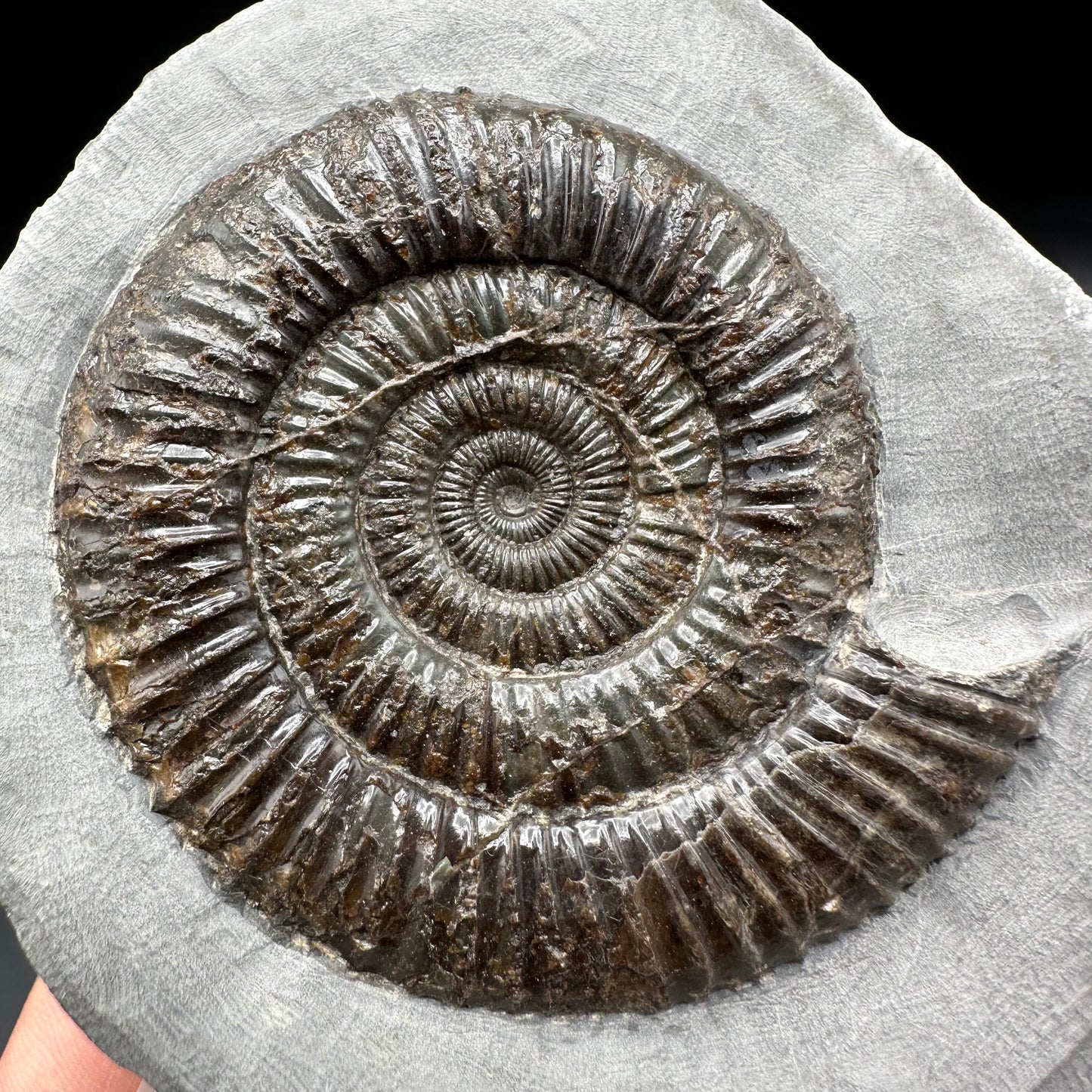 Dactylioceras Ammonite Fossil With Box And Stand - Whitby, North Yorkshire Jurassic Coast Yorkshire Fossils