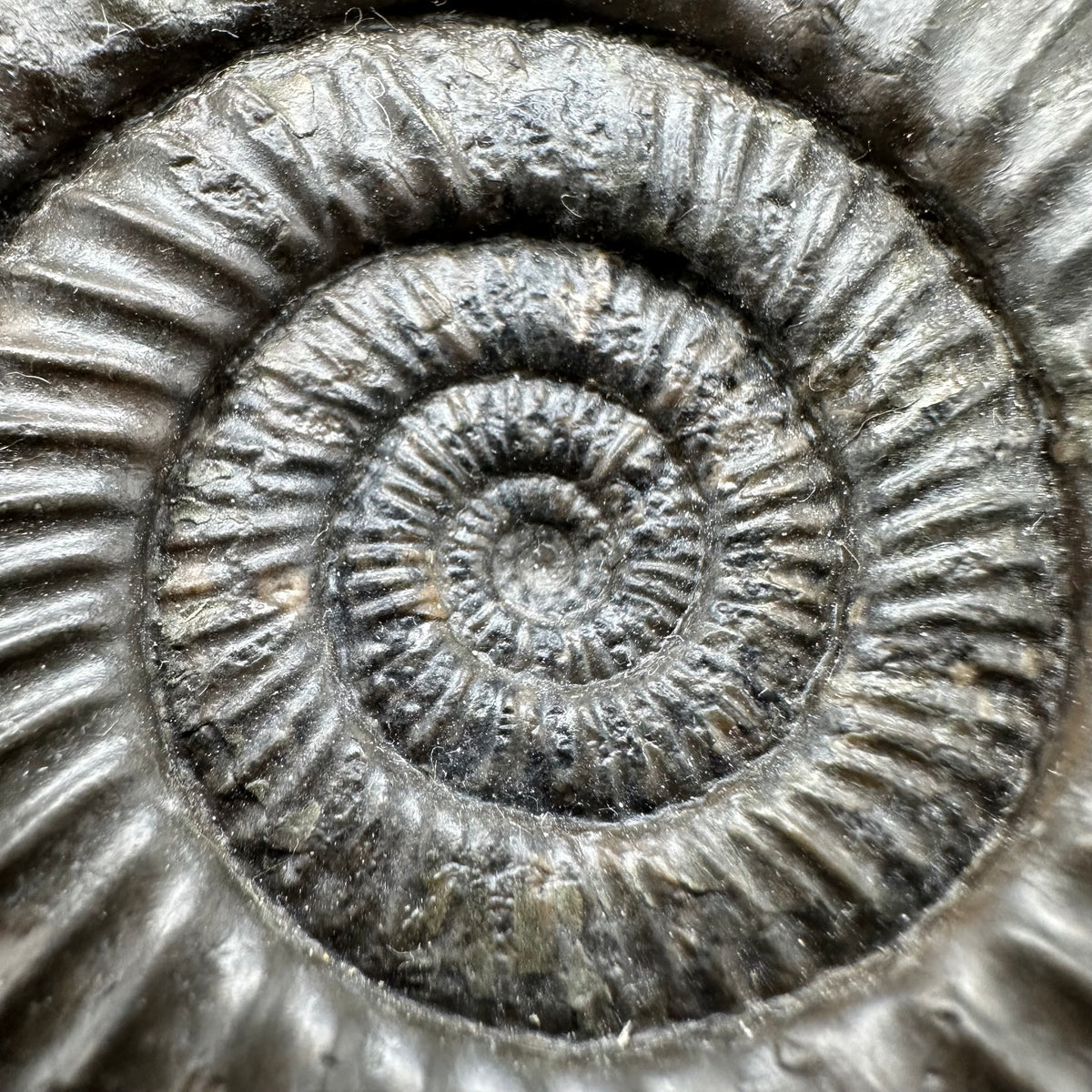 Dactylioceras Ammonite nodule (split pair) Fossil With Stand - Whitby, North Yorkshire Jurassic Coast Yorkshire Fossils