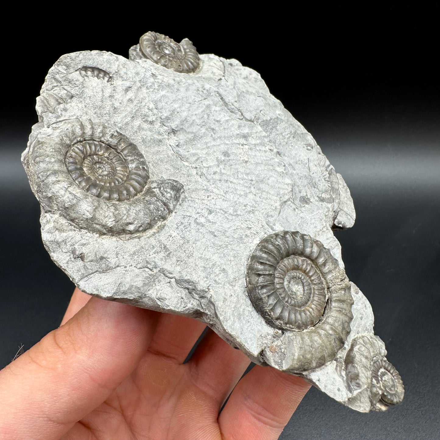 Arnioceras ammonite shell fossil with box and stand - Whitby, North Yorkshire Jurassic Coast Yorkshire Fossils