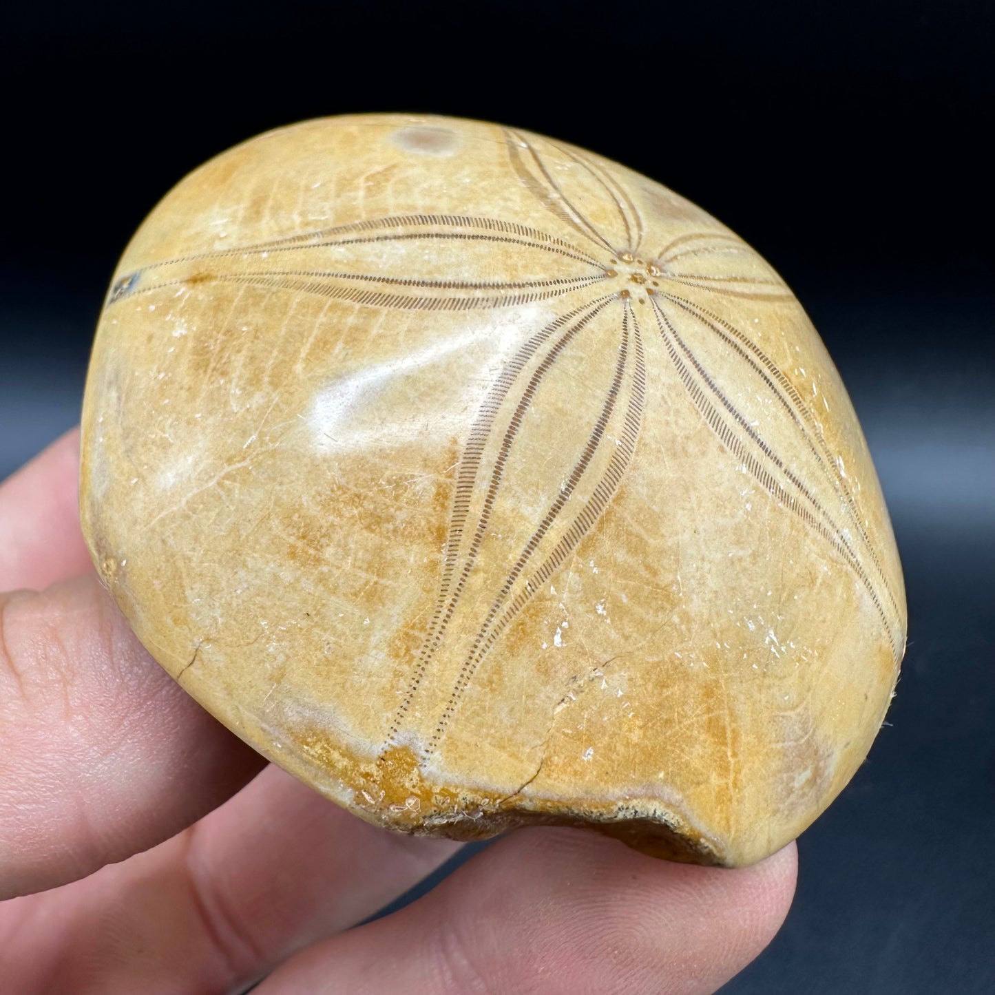 Holectypus Sea Urchin Fossil With Box And Stand - Middle Jurassic Madagascar