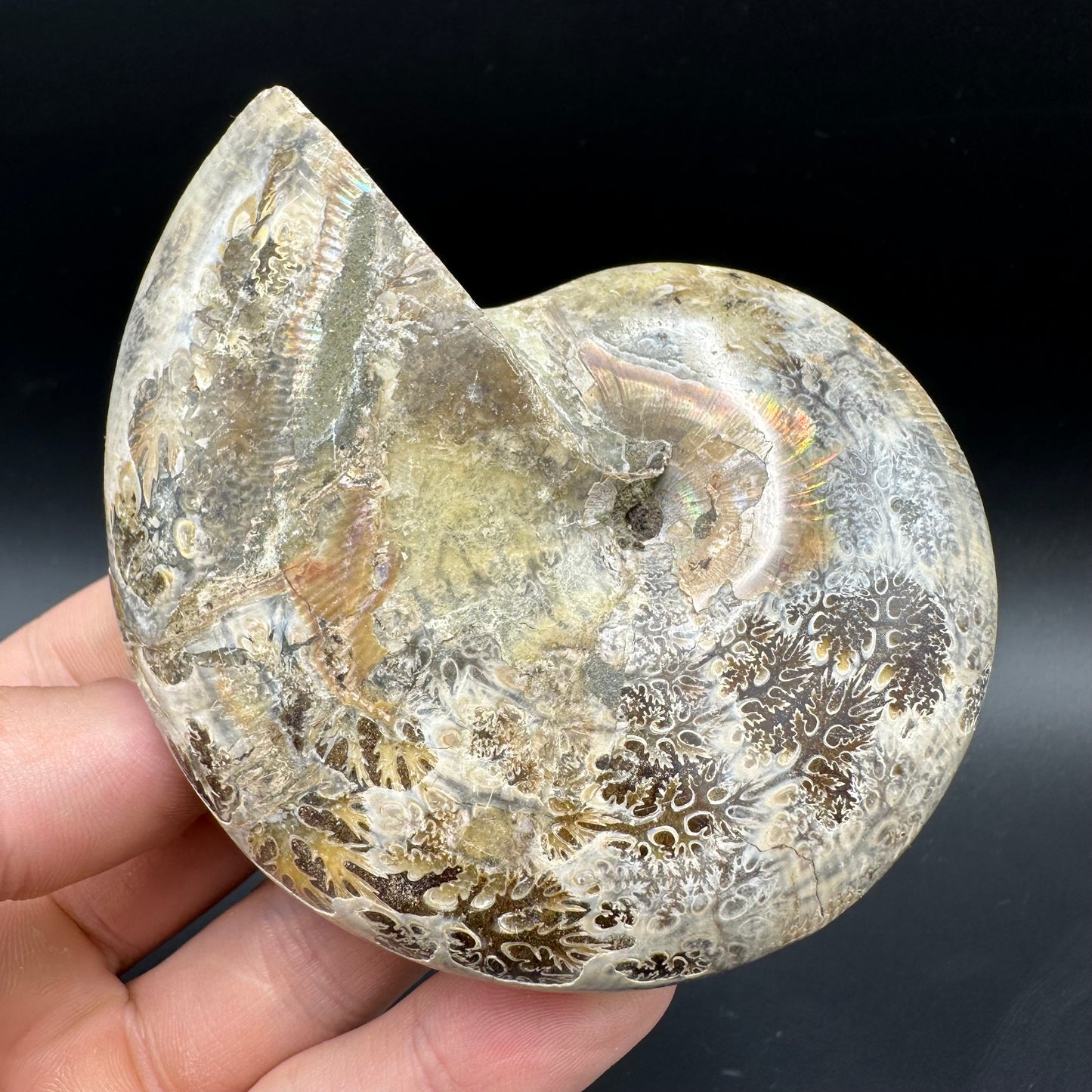 Phylloceras Ammonite Fossil With Box And Stand - Cretaceous Ammonite Madagascar