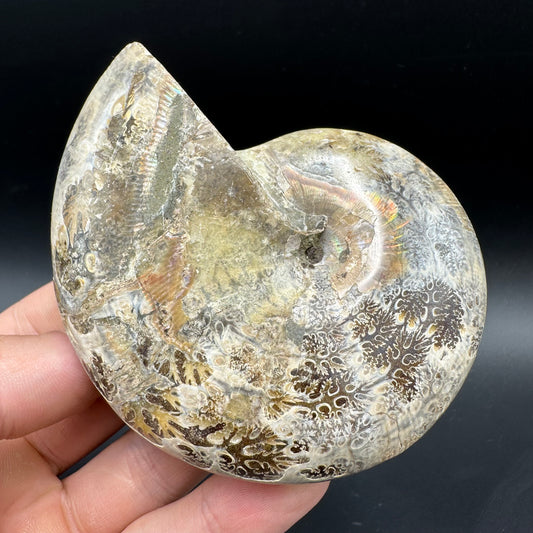 Phylloceras Ammonite Fossil With Box And Stand - Cretaceous Ammonite Madagascar