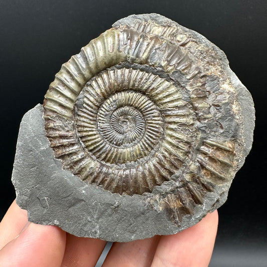 Dactylioceras Ammonite nodule (split pair) Fossil With Box And Stand - Whitby, North Yorkshire Jurassic Coast Yorkshire Fossils