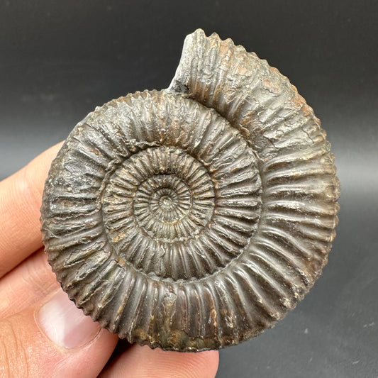 Catacoeloceras Sp. ammonite fossil with box and stand- Whitby, North Yorkshire Jurassic Coast Yorkshire Fossils