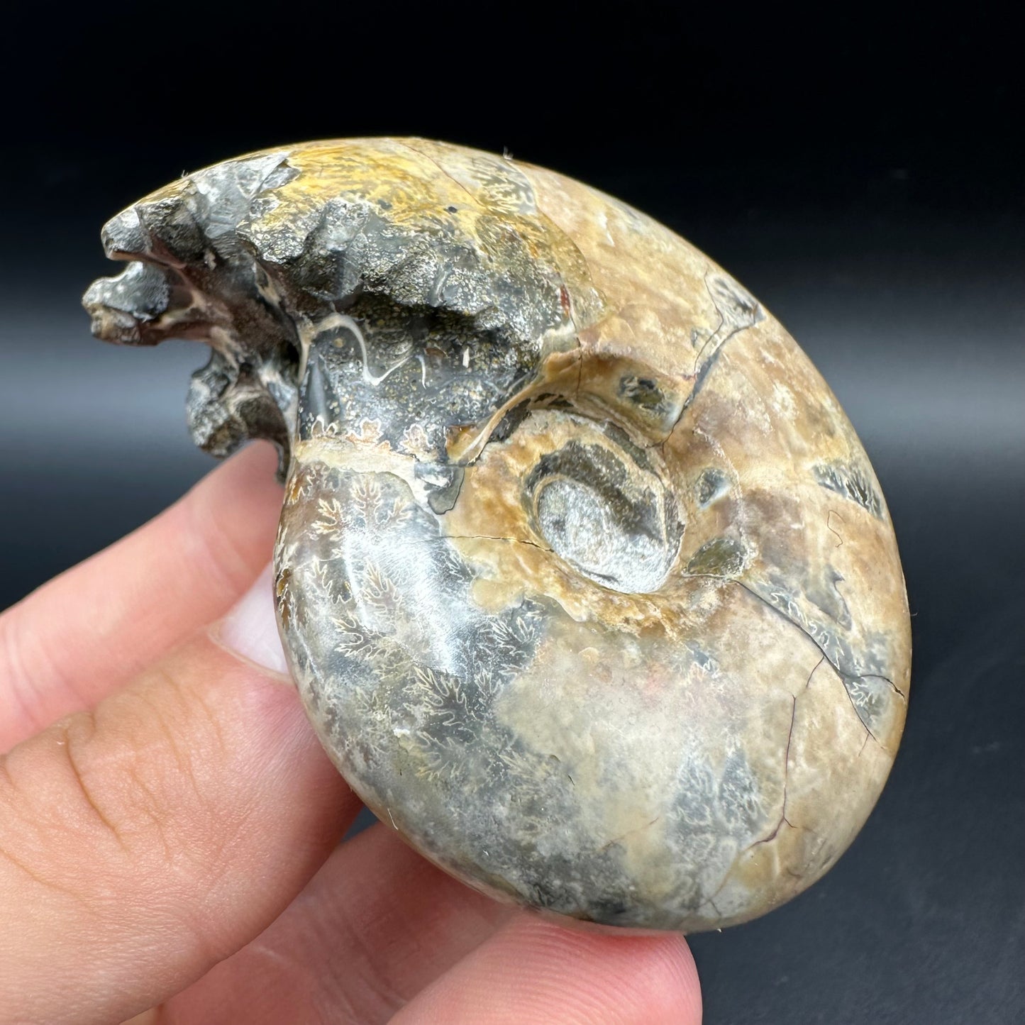Puzosia Ammonite Fossil With Box And Stand - Cretaceous Ammonite Madagascar