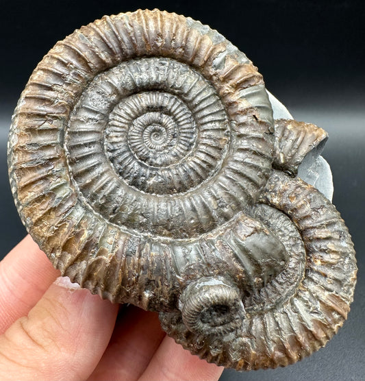 Dactylioceras Multi ammonite fossil with box and stand - Whitby, North Yorkshire Jurassic Coast, Yorkshire Fossils