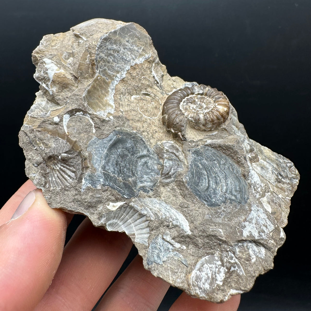 Androgynoceras capricornus Ammonite Fossil With Stand - Whitby, North Yorkshire Jurassic Coast Yorkshire Fossils