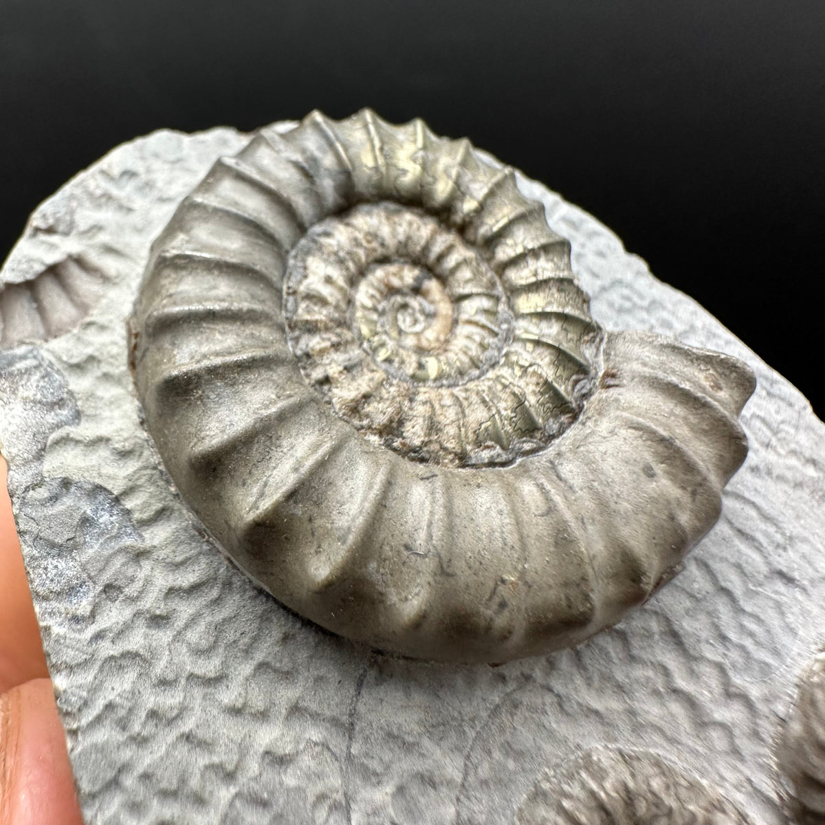Arnioceras ammonite shell fossil with box and stand - Whitby, North Yorkshire Jurassic Coast Yorkshire Fossils