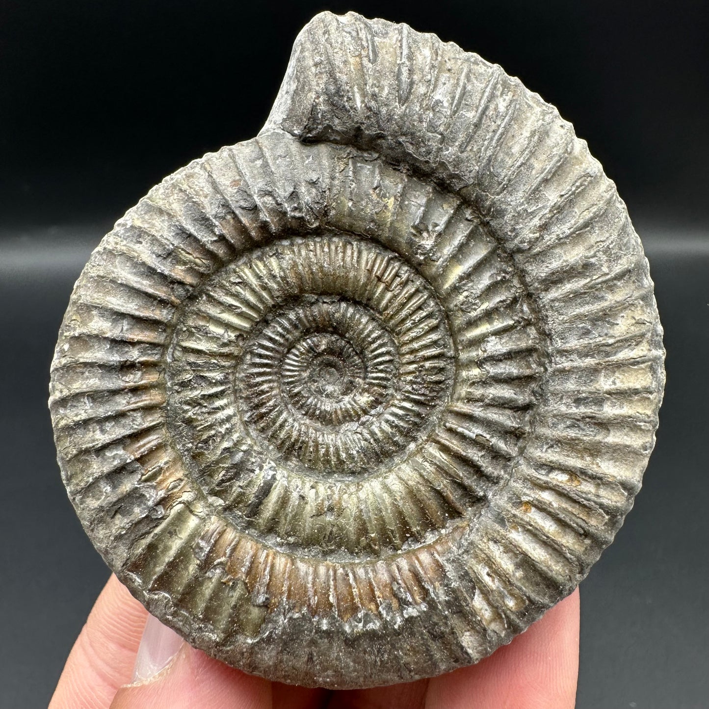 Dactylioceras Ammonite Fossil With Box And Stand - Whitby, North Yorkshire Jurassic Coast Yorkshire Fossils