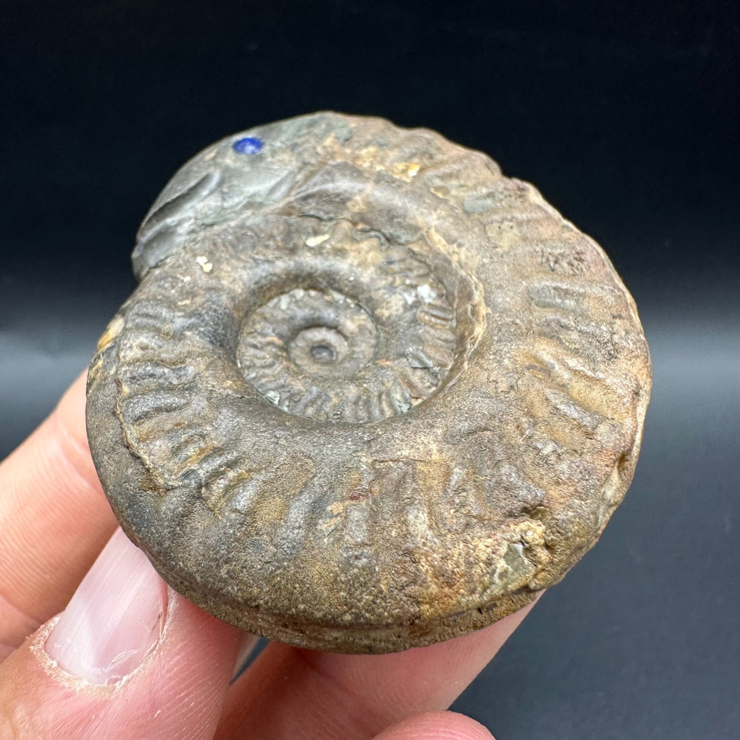 Snakestone Ammonite Fossil With Bag/Box And Stand - Whitby, North Yorkshire Jurassic Coast Yorkshire Fossils