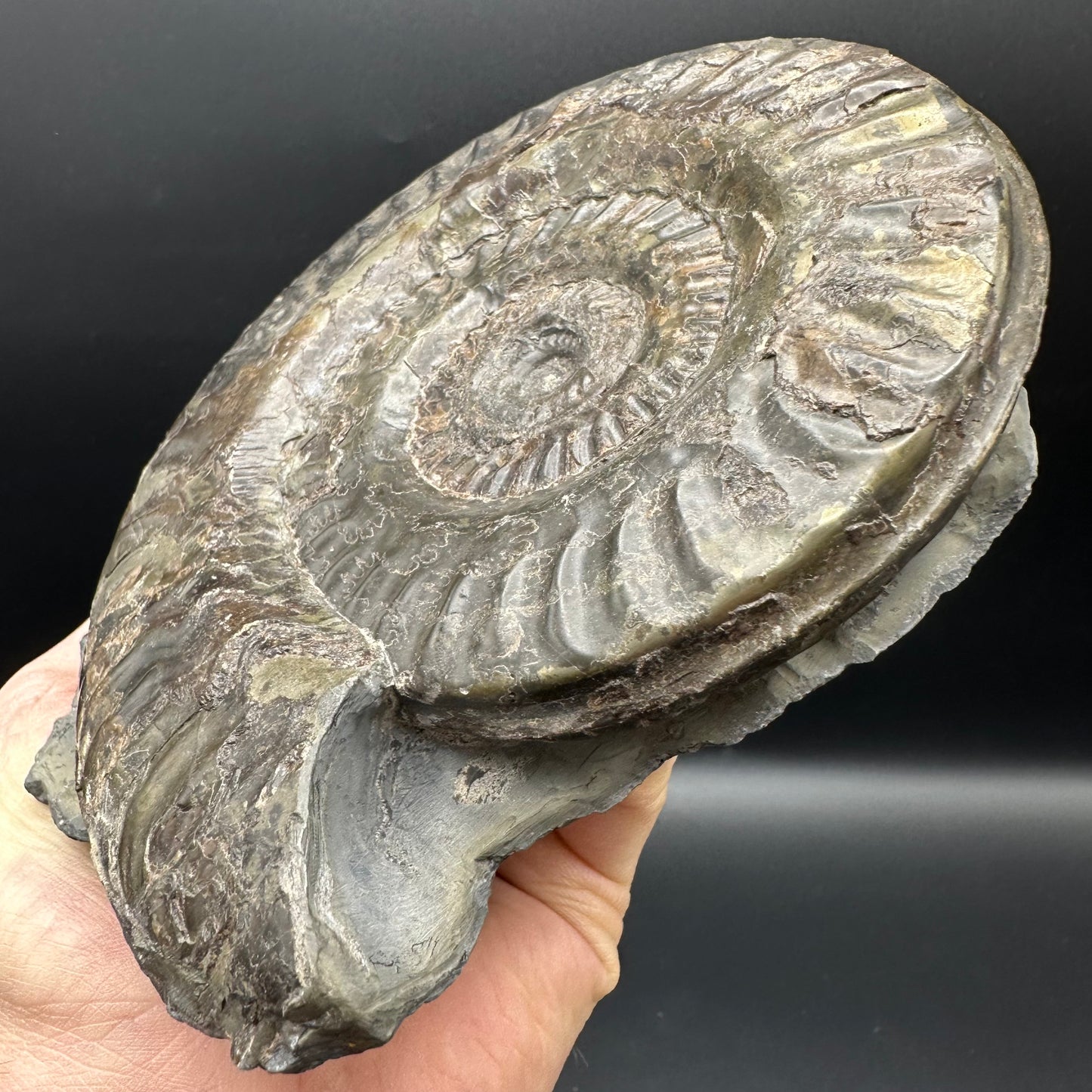 Hildoceras lusitanicum Ammonite fossil - Whitby, North Yorkshire, Jurassic Coast, Yorkshire Fossils from the Jurassic Coast