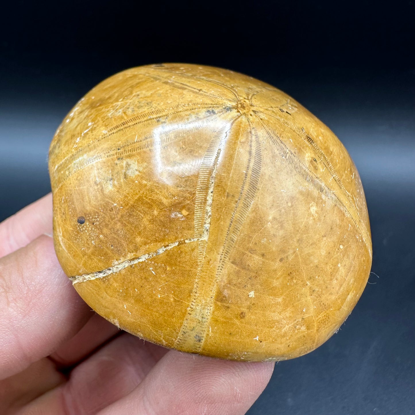 Holectypus Sea Urchin Fossil With Box And Stand - Middle Jurassic Madagascar