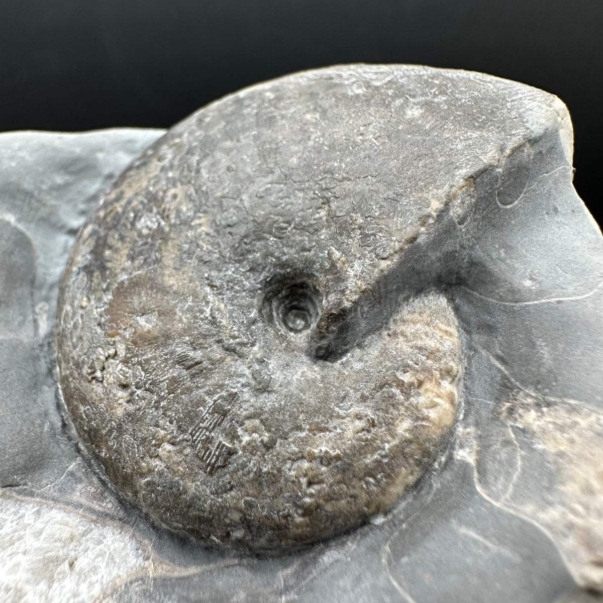 Phylloceras ammonite fossil with box and stand - Whitby, North Yorkshire Jurassic Coast, Yorkshire fossils