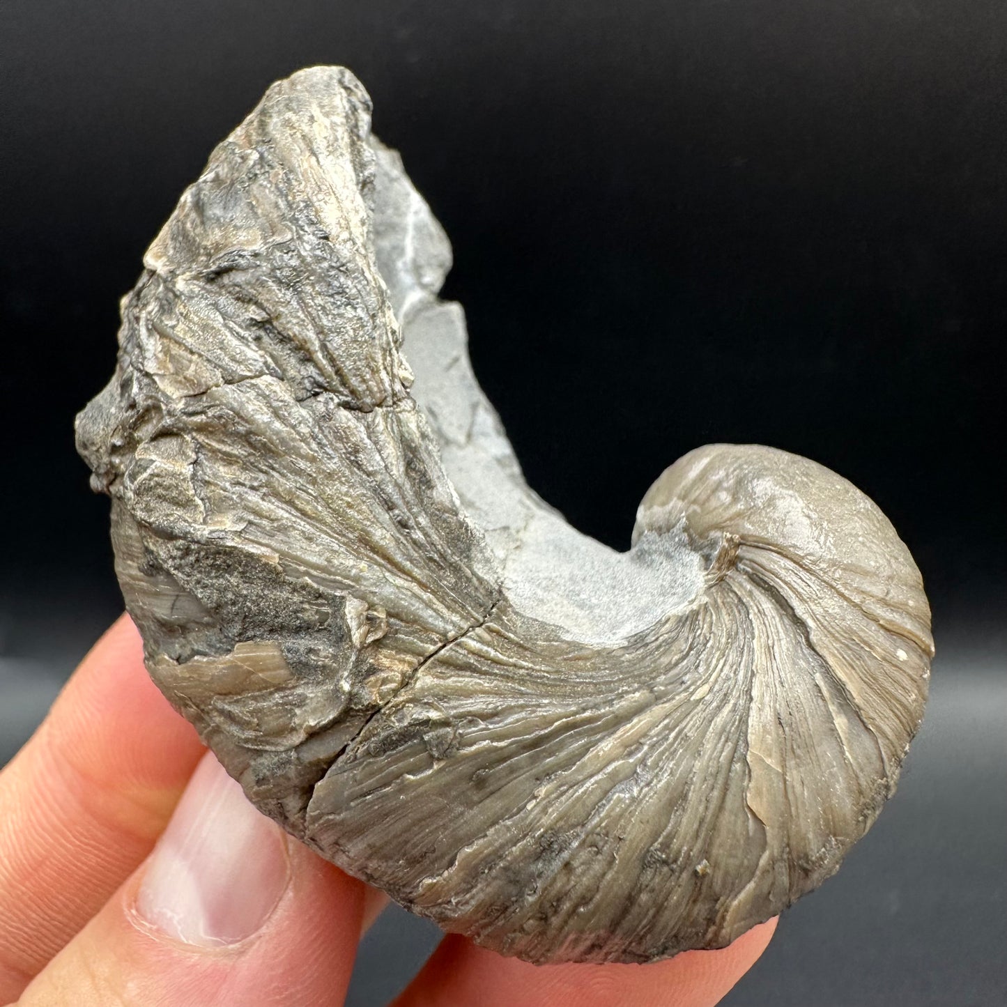 Gryphaea shell fossil with box and stand - Whitby, North Yorkshire, Jurassic Coast, Yorkshire Fossils found on the Jurassic Coast