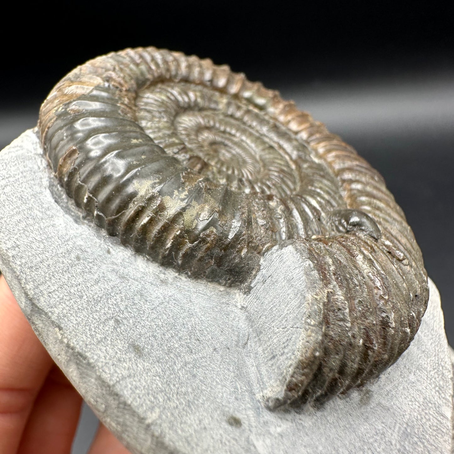 Dactylioceras Ammonite Fossil With Box And Stand - Whitby, North Yorkshire Jurassic Coast Yorkshire Fossils