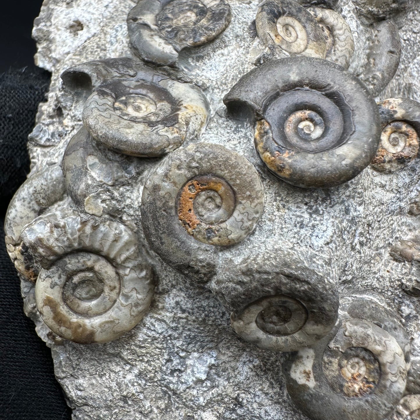 Psiloceras ammonite fossil with box and stand - Whitby, North Yorkshire Jurassic Coast, Yorkshire fossils