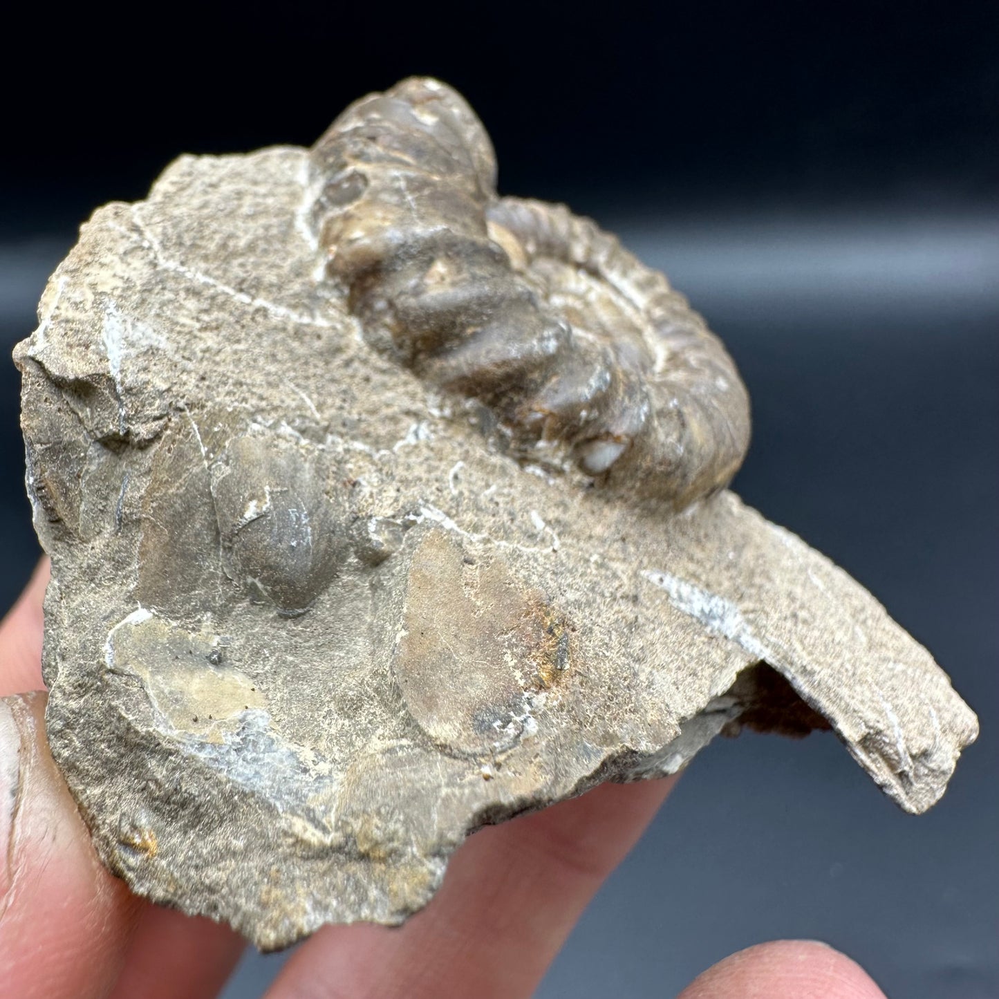 Androgynoceras Capricornus ammonite fossil with box and stand - Whitby, North Yorkshire Jurassic Coast Yorkshire Fossils