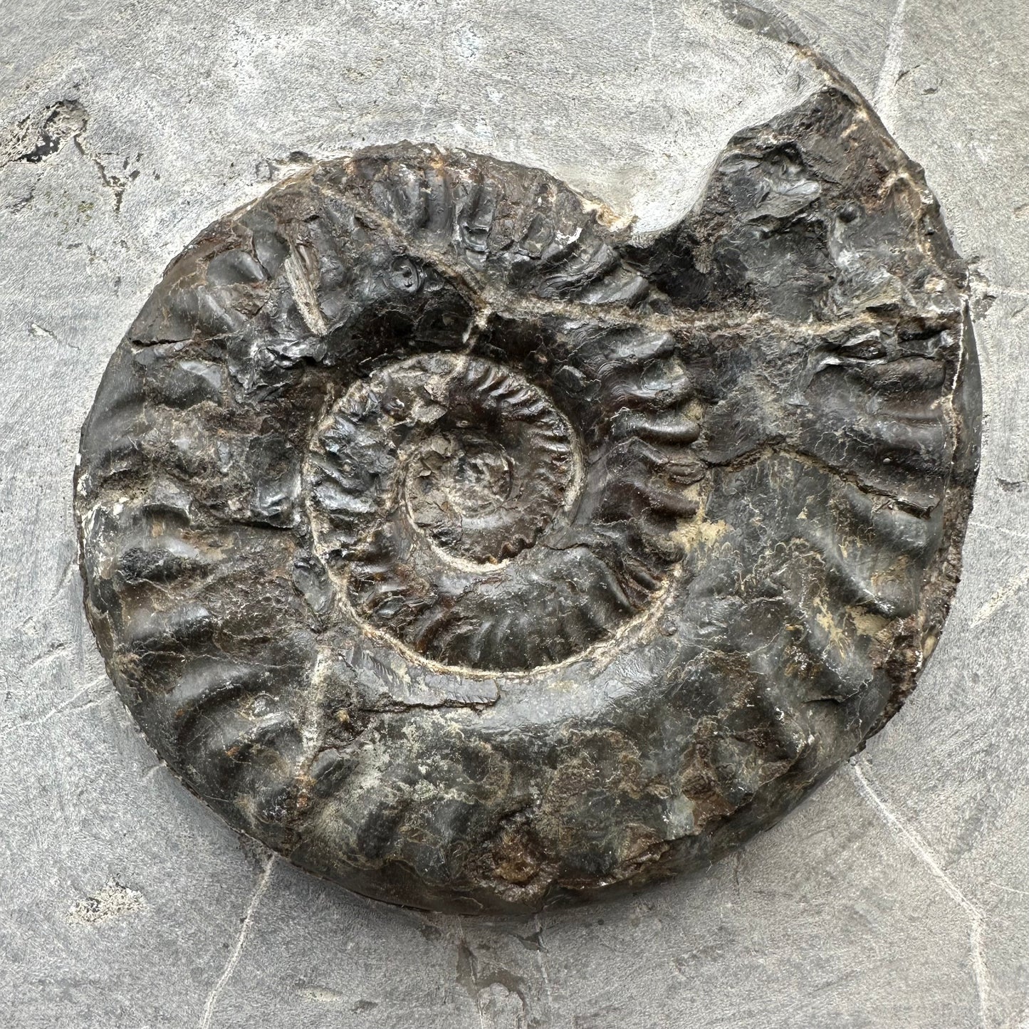 Hildoceras lusitanicum Ammonite fossil with box and stand - Whitby, North Yorkshire, Jurassic Coast, Yorkshire Fossils from the Jurassic Coast