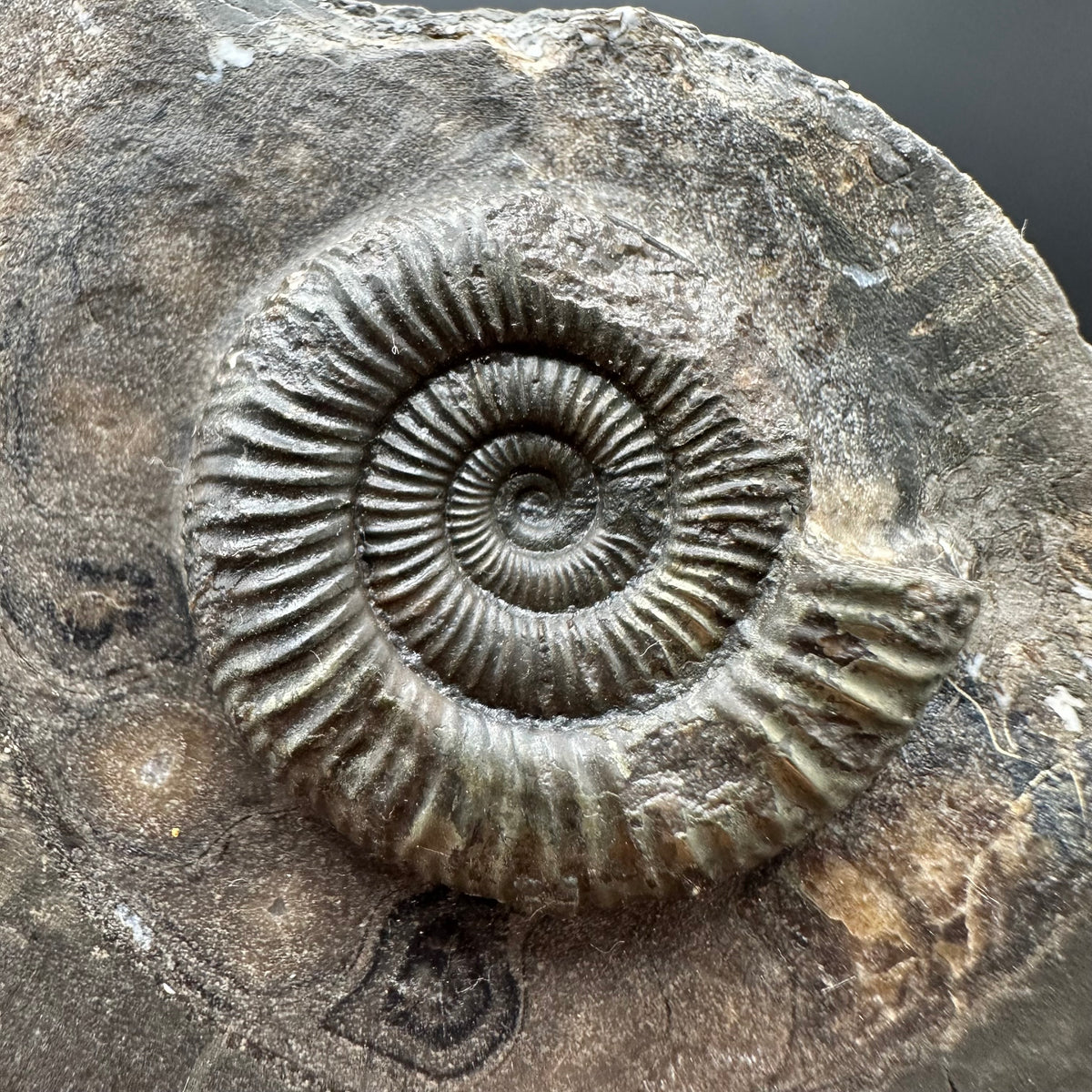Dactylioceras Ammonite Fossil With box and Stand - Whitby, North Yorkshire Jurassic Coast Yorkshire Fossils