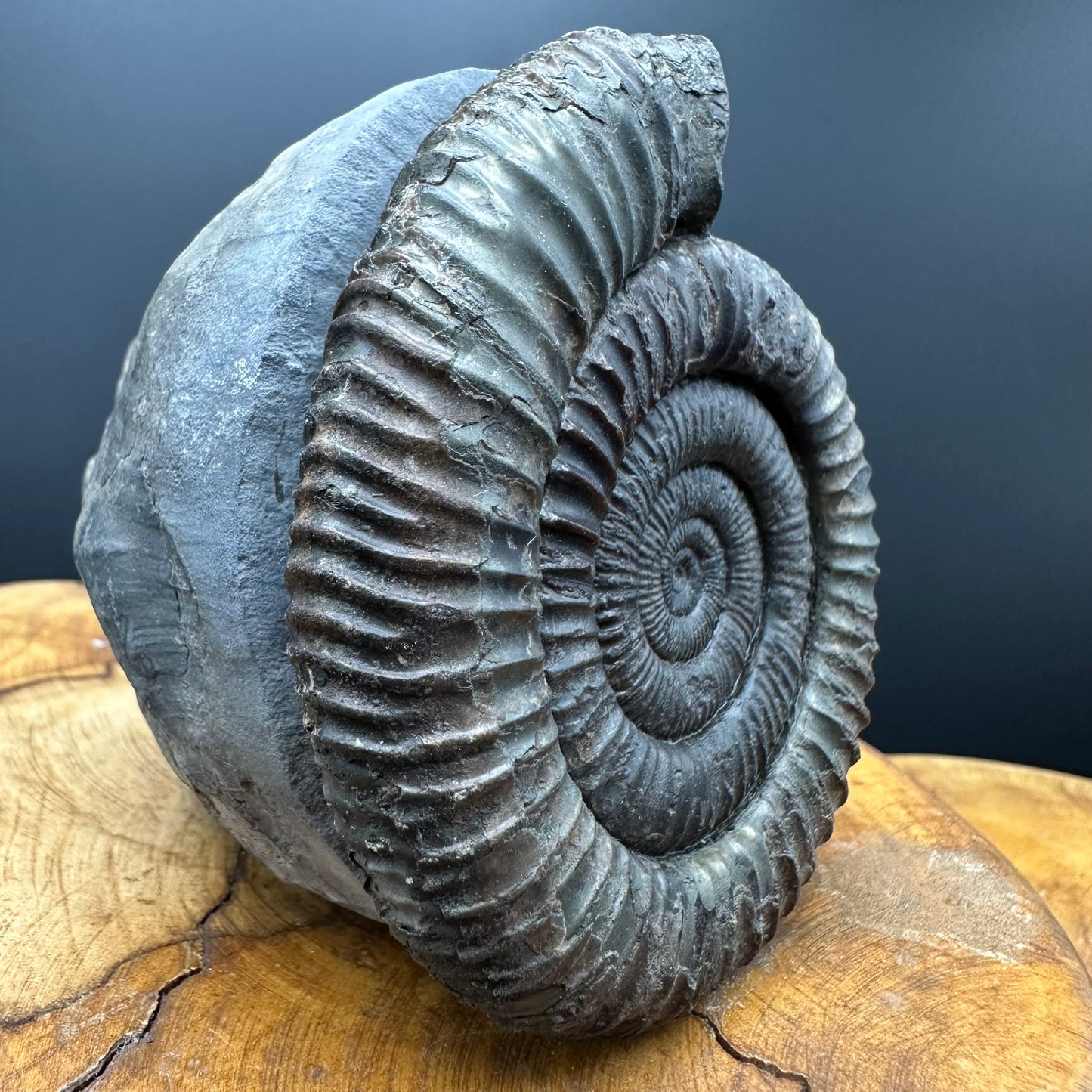Dactylioceras Ammonite Fossil With box and Stand - Whitby, North Yorkshire Jurassic Coast Yorkshire Fossils